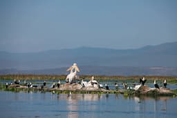 Cormorants on Lake Naivesha