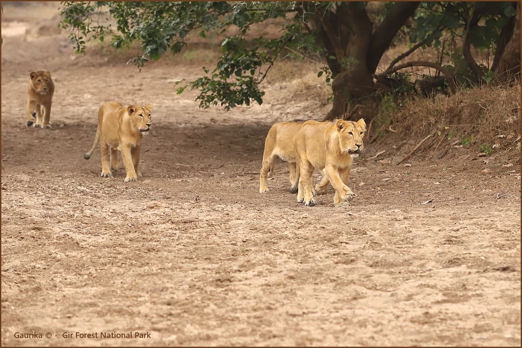 Gir (Junagarh)