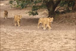 Gir (Junagarh)