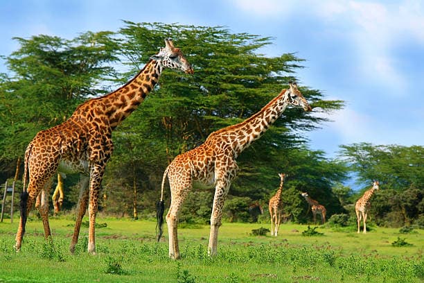 Giraffes at Lake Nakuru