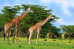 Giraffes at Lake Nakuru