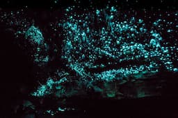 Waitomo Caves