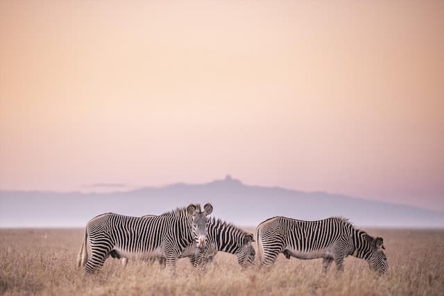 Kenya Migration Special