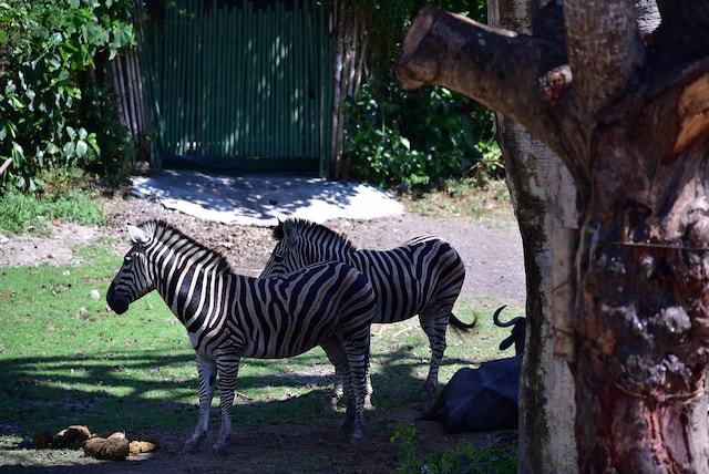 Bali Safari and Marine Park - 1