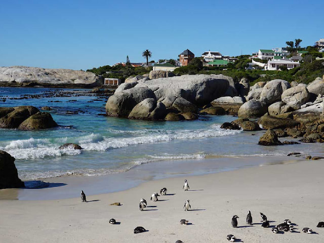 Boulders Beach - 1