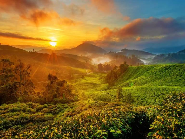 Cameron Highlands - 1