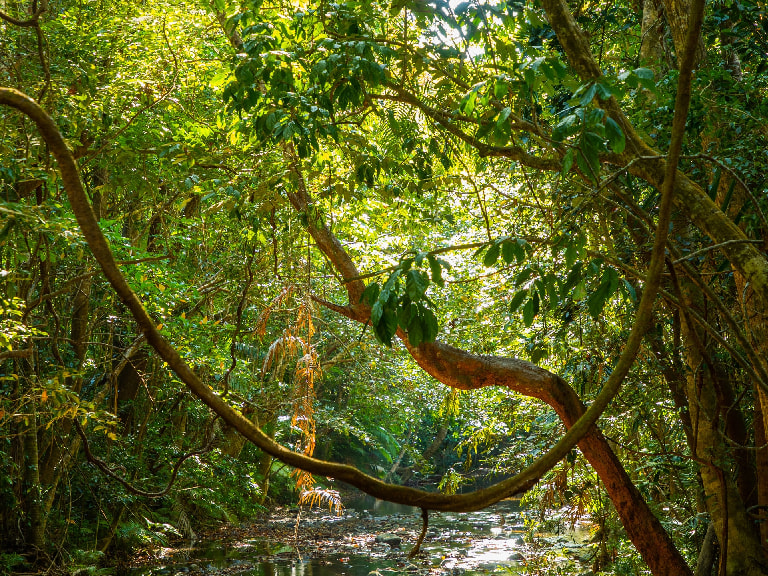 Cape Tribulation - Daintree Wilderness - 1