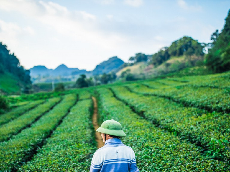Experience the Tea culture in Sapa - 1