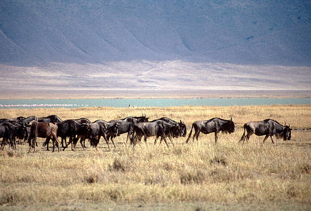 Full Day Crater Tour From Arusha - 1