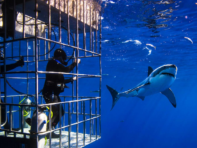 Go Swimming with Sharks - 1