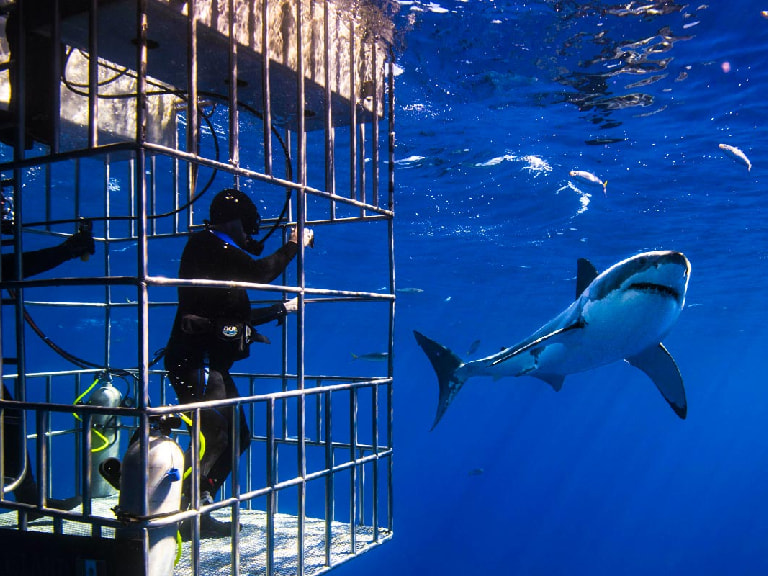 Go Swimming with Sharks - 1