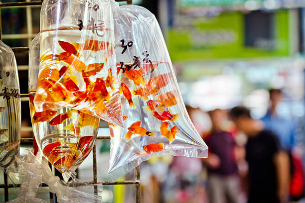 Stroll through the Goldfish Market - 1