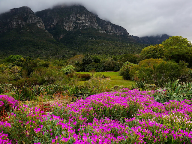 Kirstenbosch Botanical Garden - 1