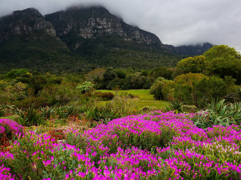Kirstenbosch Botanical Garden - 1