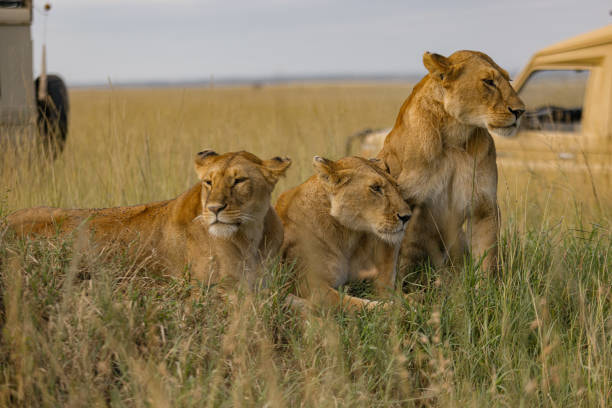 Masai Mara Game Drive - 1