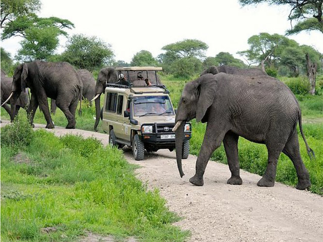 Observe Elephants In Tarangire National Park - 1