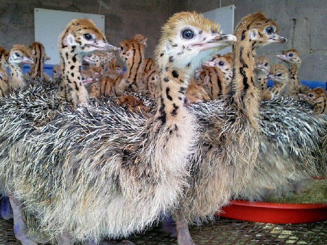 Ostrich Farm Tour - 1