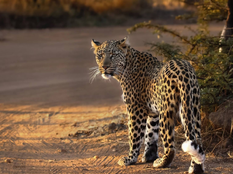 Pilanesberg National Park - 1
