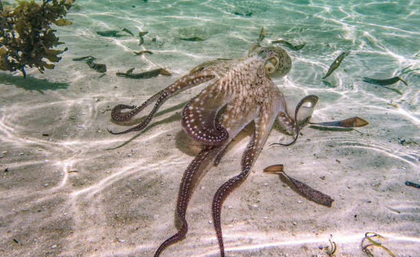 Snorkel in the Indian Ocean-1