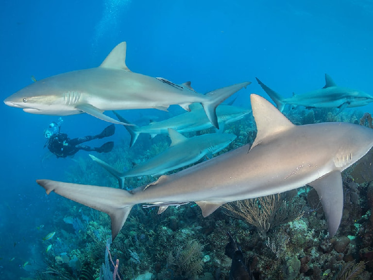 Try white shark tank diving - 1