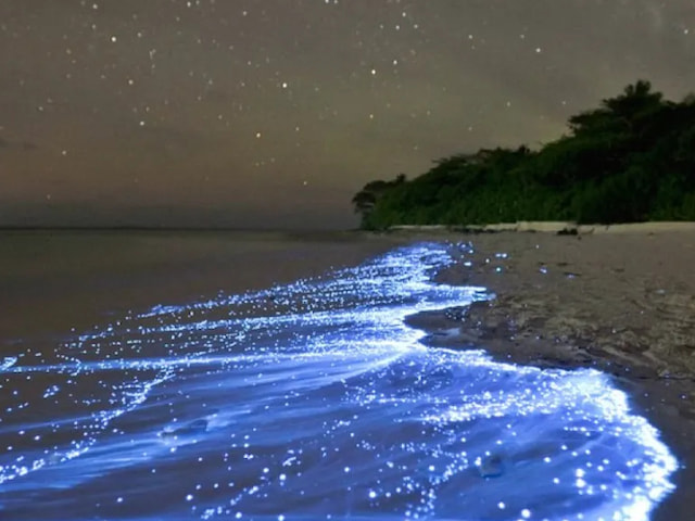 Bioluminescent Beach