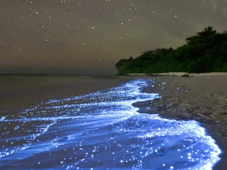 Bioluminescent Beach