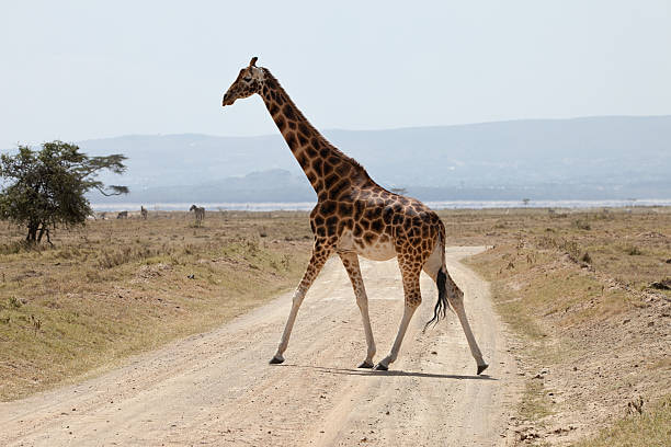 Lake Nakuru National Park (Game Drive) - 2
