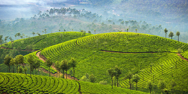 Kerala Flamingo Travels Blog