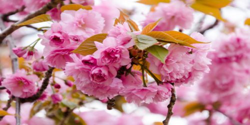 Splendid Sakura: the handy guide to the 2020 Japan Cherry Blossom Season