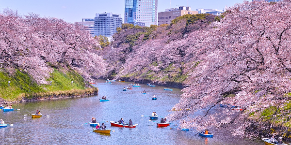 5 Best Places to See Cherry Blossoms in Japan | Flamingo Transworld